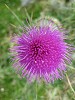 Scotlands thistle